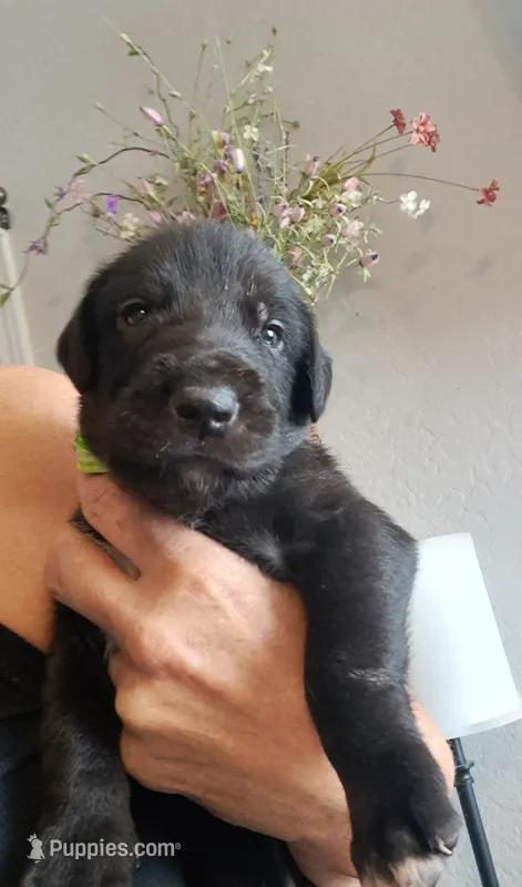 Light Green – Irish Wolfhound puppy for sale in Prescott Valley, AZ