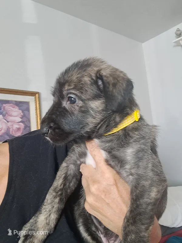Yellow  – Irish Wolfhound puppy for sale in Prescott Valley, AZ