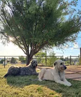 Orange, a female Irish Wolfhound for sale in Prescott Valley, AZ – 4 of 4