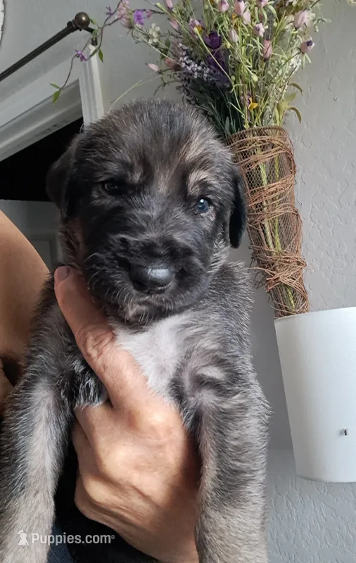 Pink – Irish Wolfhound puppy for sale in Prescott Valley, AZ