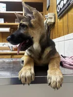 Belle, a female German Shepherd Dog for sale in Clarksville, TN – 2 of 6