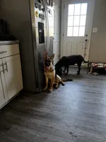 Belle, a female German Shepherd Dog for sale in Clarksville, TN – 2 of 4