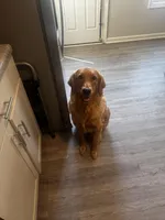 Penny, a female Golden Retriever for sale in Clarksville, TN – Photo 1 of 6