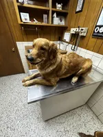 Penny, a female Golden Retriever for sale in Clarksville, TN – Photo 4 of 6