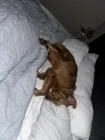 Penny, a female Golden Retriever for sale in Clarksville, TN – Photo 3 of 6