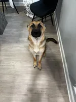 Belle, a female German Shepherd Dog for sale in Clarksville, TN – 4 of 6