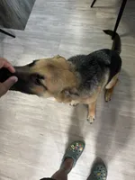 Belle, a female German Shepherd Dog for sale in Clarksville, TN – 5 of 6