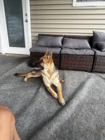 Belle, a female German Shepherd Dog for sale in Clarksville, TN – 1 of 4