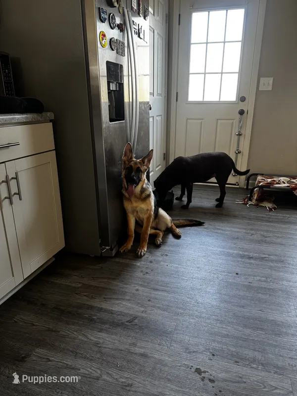 Belle – German Shepherd Dog puppy for sale in Clarksville, TN