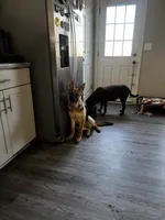 Belle, a female German Shepherd Dog for sale in Clarksville, TN – 1 of 2