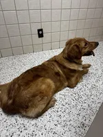 Penny, a female Golden Retriever for sale in Clarksville, TN – Photo 2 of 4