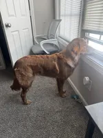 Penny, a female Golden Retriever for sale in Clarksville, TN – Photo 4 of 4