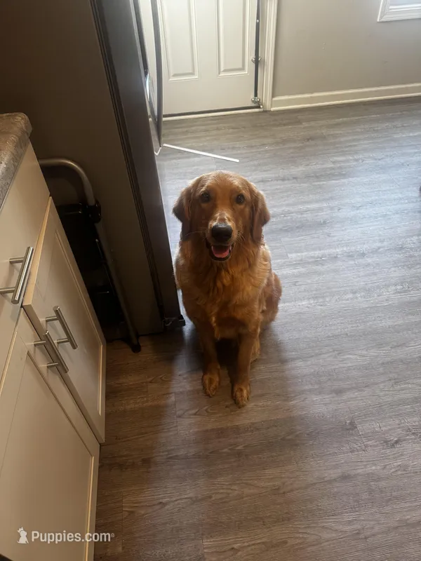 Penny – Golden Retriever puppy for sale in Clarksville, TN