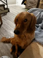 Penny, a female Golden Retriever for sale in Clarksville, TN – Photo 3 of 4