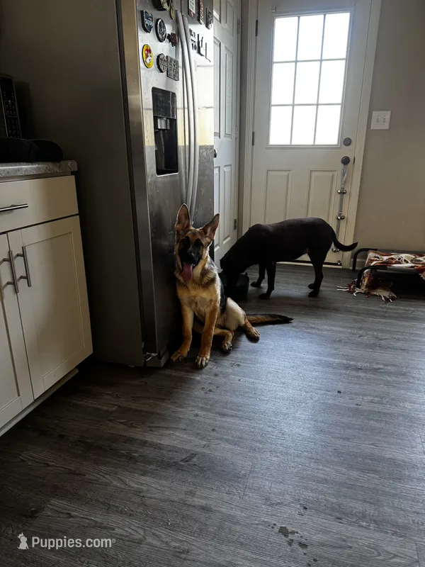 Belle – German Shepherd Dog puppy for sale in Clarksville, TN