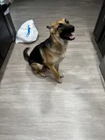 Belle, a female German Shepherd Dog for sale in Clarksville, TN – 6 of 6