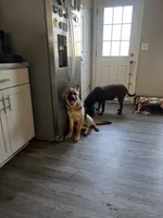 Belle, a female German Shepherd Dog for sale in Clarksville, TN – 4 of 4