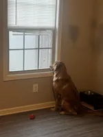 Penny, a female Golden Retriever for sale in Clarksville, TN – Photo 2 of 4