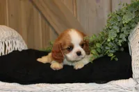 Cooper, a male Cavalier King Charles Spaniel for sale in Bethel, PA – 3 of 4