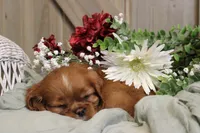 Willow, a female Cavalier King Charles Spaniel for sale in Bethel, PA – 1 of 4