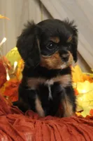 Avery, a male Cavalier King Charles Spaniel for sale in Bethel, PA – 3 of 6