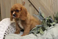 Max, a male Cavalier King Charles Spaniel for sale in Bethel, PA – 3 of 4