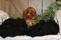 Willow, a female Cavalier King Charles Spaniel for sale in Bethel, PA – 4 of 4