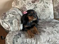 Avery, a male Cavalier King Charles Spaniel for sale in Bethel, PA – 5 of 6