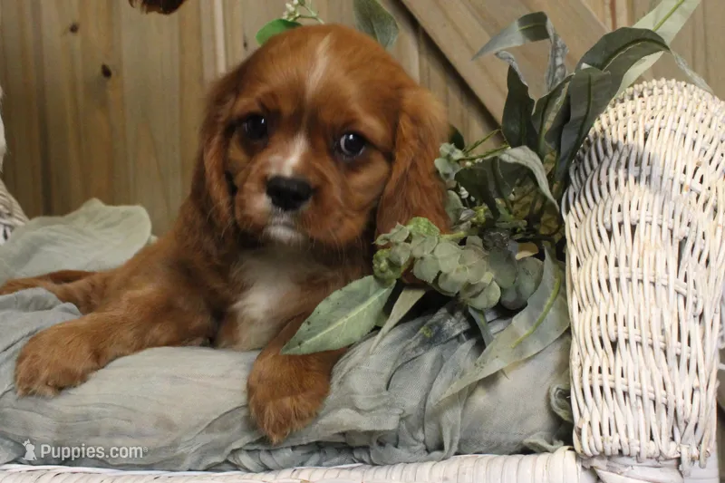 Max – Cavalier King Charles Spaniel puppy for sale in Bethel, PA