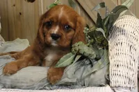 Max, a male Cavalier King Charles Spaniel for sale in Bethel, PA – 1 of 4