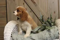 Charlie, a male Cavalier King Charles Spaniel for sale in Bethel, PA – 3 of 4