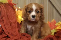 Max, a male Cavalier King Charles Spaniel for sale in Bethel, PA – 2 of 5