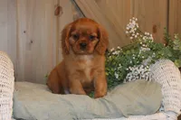 Buster, a male Cavalier King Charles Spaniel for sale in Bethel, PA – 4 of 4