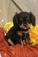 Avery, a male Cavalier King Charles Spaniel for sale in Bethel, PA – 2 of 6