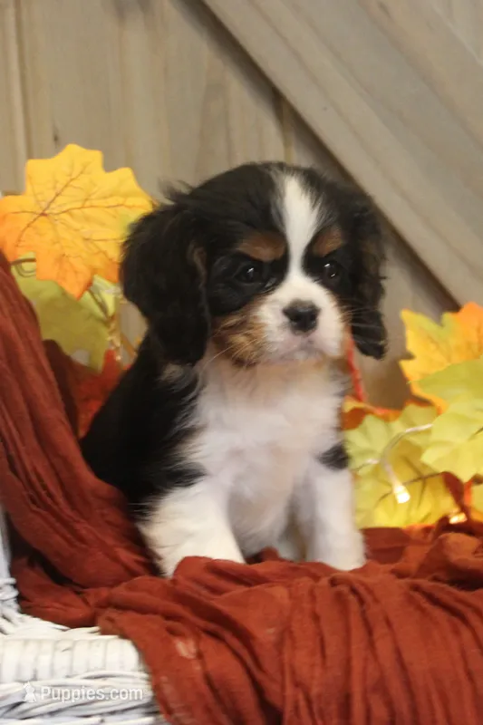 Buster – Cavalier King Charles Spaniel puppy for sale in Bethel, PA