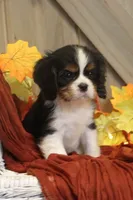 Buster, a male Cavalier King Charles Spaniel for sale in Bethel, PA – 1 of 6