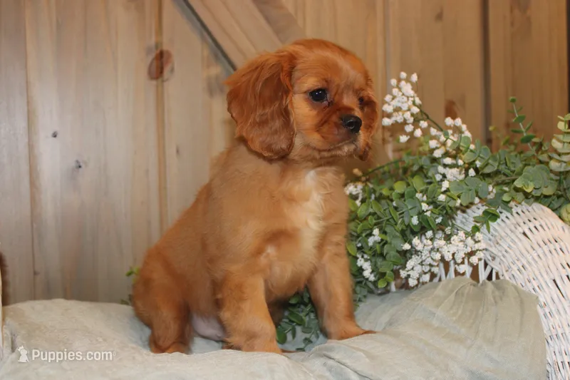 Buster – Cavalier King Charles Spaniel puppy for sale in Bethel, PA