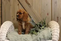 Max, a male Cavalier King Charles Spaniel for sale in Bethel, PA – 2 of 4