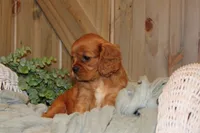 Jasmine, a female Cavalier King Charles Spaniel for sale in Bethel, PA – 3 of 4