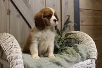 Charlie, a male Cavalier King Charles Spaniel for sale in Bethel, PA – 4 of 4