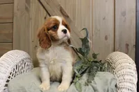 Charlie, a male Cavalier King Charles Spaniel for sale in Bethel, PA – 2 of 4