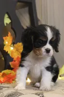 Buster, a male Cavalier King Charles Spaniel for sale in Bethel, PA – 3 of 6