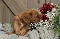 Jasmine, a female Cavalier King Charles Spaniel for sale in Bethel, PA – 2 of 4