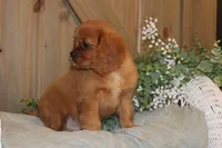 Buster, a male Cavalier King Charles Spaniel for sale in Bethel, PA – 3 of 4