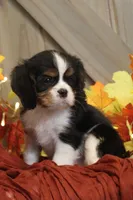 Buster, a male Cavalier King Charles Spaniel for sale in Bethel, PA – 4 of 6