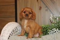 Buster, a male Cavalier King Charles Spaniel for sale in Bethel, PA – 2 of 4