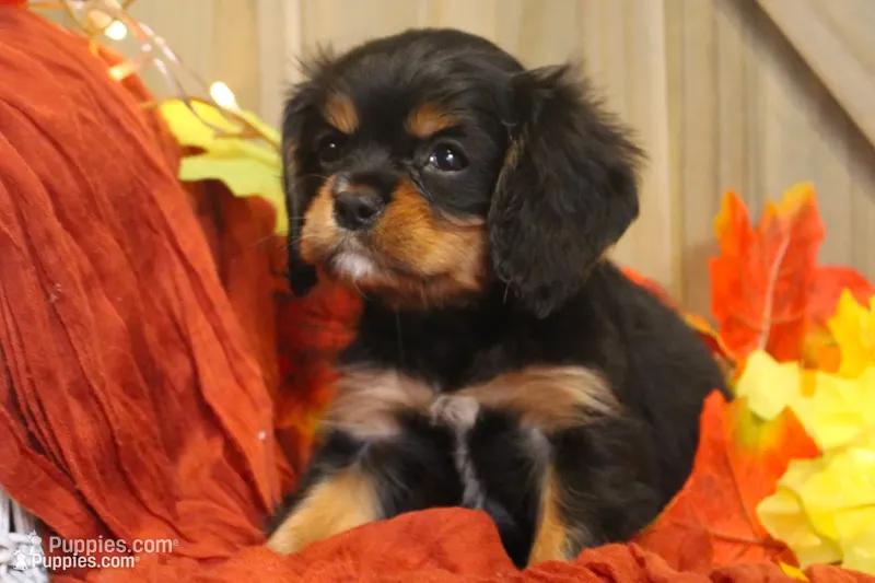 Avery – Cavalier King Charles Spaniel puppy for sale in Bethel, PA