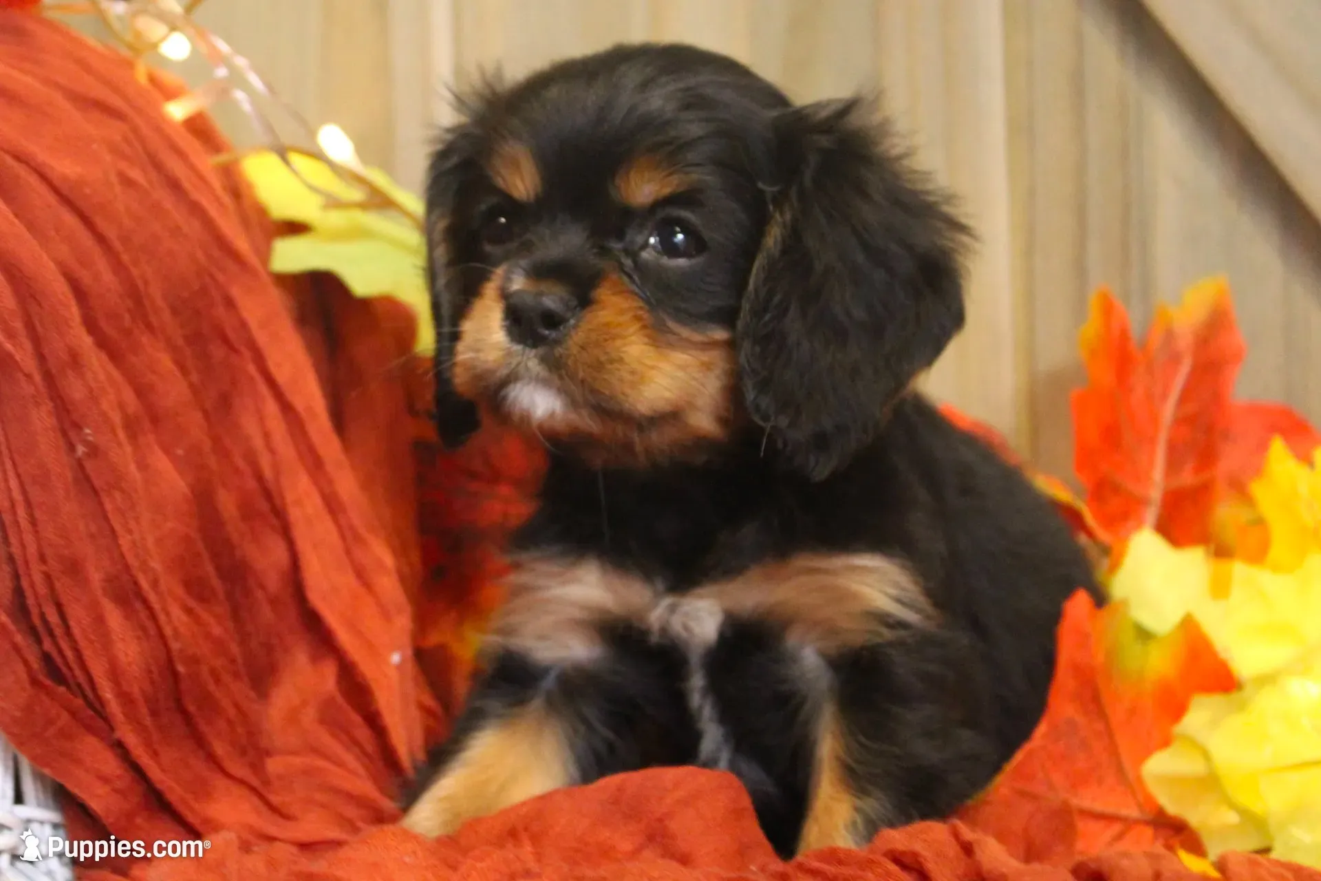 Avery, a male Cavalier King Charles Spaniel for sale in Bethel, PA – 1 of 6