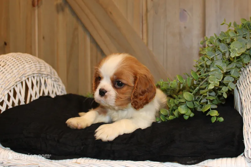 Cooper – Cavalier King Charles Spaniel puppy for sale in Bethel, PA