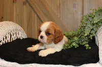 Cooper, a male Cavalier King Charles Spaniel for sale in Bethel, PA – 1 of 4